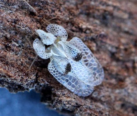 Eastern Sycamore Lace Bug Corythucha Ciliata