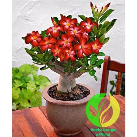 Jual Tanaman Hias Bunga Adenium Tumpuk Rashella Red Bunga Kamboja