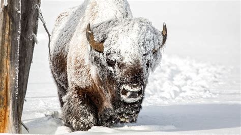 Yellowstone National Park Photography - Pursuits with Enterprise ...