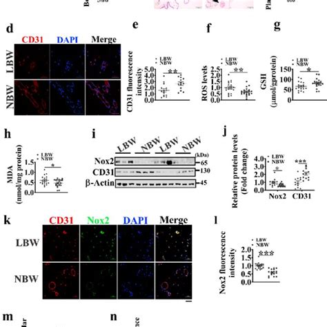 Schematic Diagram Showing The Role Of Nox2 Mediated VEGF A Dependent