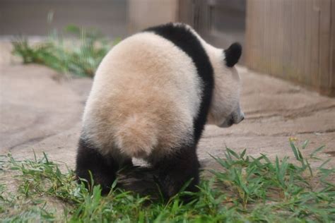 可愛い後ろ姿 ️お尻尾がまたまた可愛い🎵 パンダ 動物 ネコ