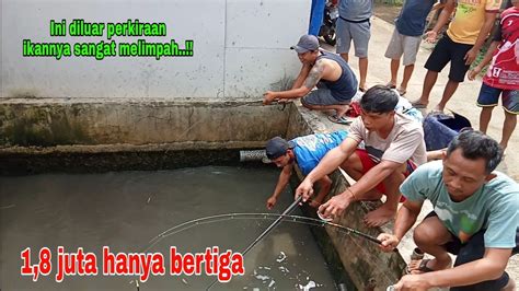 Yang Punya Kolam Mlongoternyata Ikannya Banyak Bgt Harga Juta