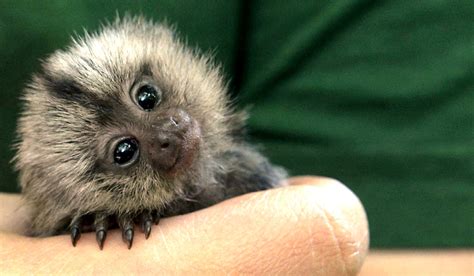 Самые Маленькие Животные Фото – Telegraph