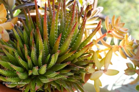 Aloe Crosby S Prolific Unique Cactus Plant