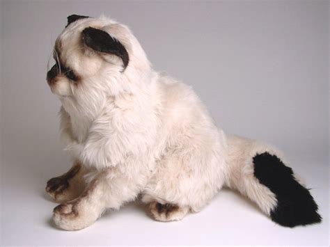 Colorpoint Ragdoll Cat 2360 - Ragdolls - Cats