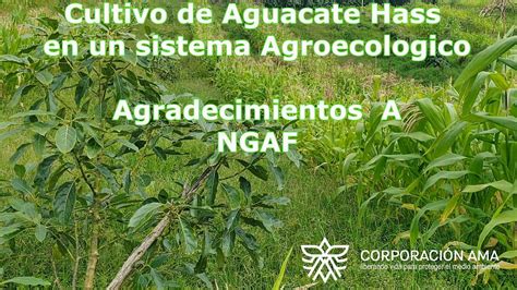 Manejo Agroecol Gico De Aguacate Hass En El Valle Del Cauca Youtube