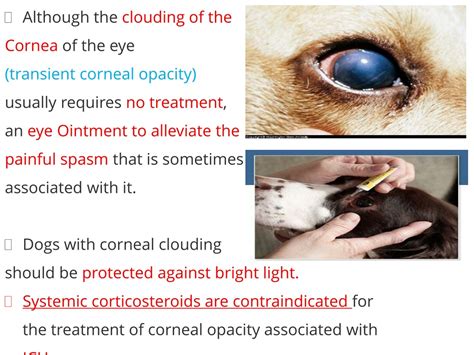 What Causes Infectious Canine Hepatitis