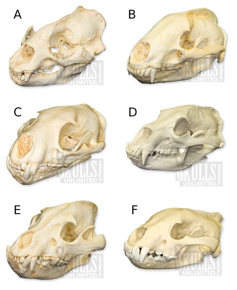 Know your mammal skulls? Take the Carnivore Skull Challenge! | Sauropod ...