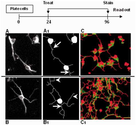 Morphology Based Oligodendrocyte Precursor Differentiation Assay Mouse