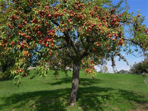 L Arbre Le Pommier Ericvisser