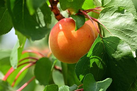 Key Nutrients In Canned And Frozen Apricots Are Retained Or