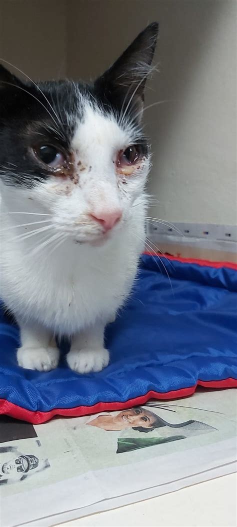 Feline herpes virus and your cat | EberVet Petcare Group