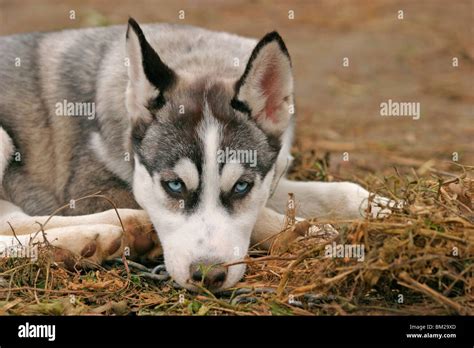 Sibirischer Husky / Sibirien Husky Stock Photo - Alamy