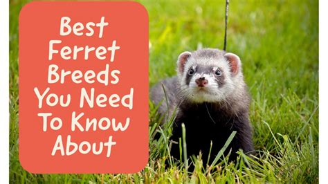 Best Ferret Breeds You Need To Know About - Pets and Tips