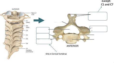 Cervical Vertebrae Diagram Quizlet