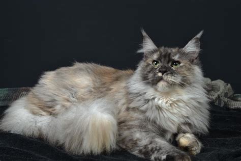 Black Tortie Smoke Maine Coon Selfie