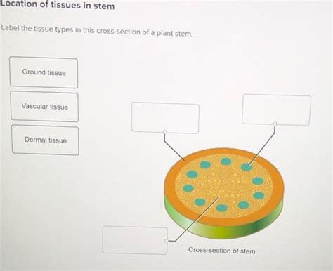 Solved Location Of Tissues In Stem Label The Tissue Types In Chegg