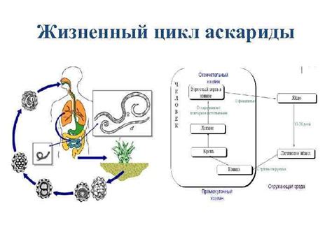 СИСТЕМАТИКА И БИОЛОГИЯ ПАРАЗИТИЧЕСК ИХ ФОРМ КРУГЛЫХ ЧЕРВЕЙ