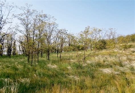 Strategies for managing invasive robinia