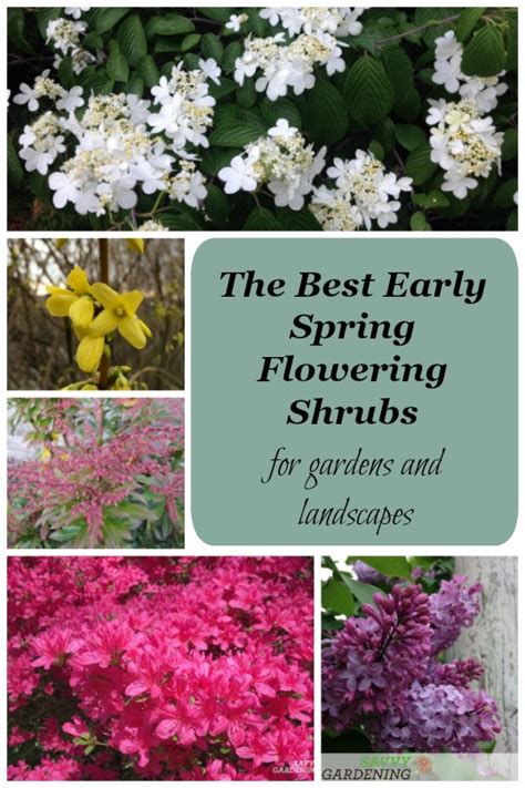 The Best Early Spring Flowering Shrubs For The Garden