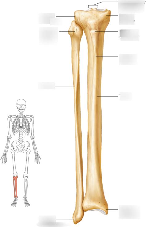 Fibula And Tibia Diagram Quizlet