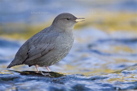 American Dipper Cinclus Mexicanus Perched On A Rock In Victoria Bc