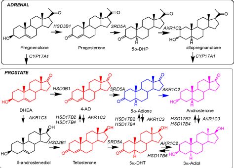 Intracrine Androgen Biosynthesis And Drug Resistance