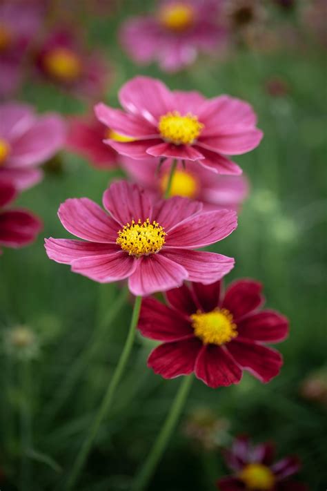 Cosmos Bipinnatus Antiquity Seeds £295 From Chiltern Seeds