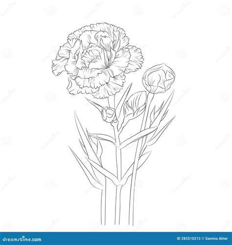 Drawing Carnation Flower Tattoo Outline Line Drawing Simple Carnation