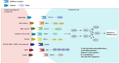 Frontiers T Cell Exhaustion In Immune Mediated Inflammatory Diseases