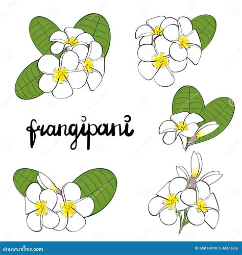 Frangipani Flowers Set Of Hand Drawn Plumeria Flowers Stock Vector