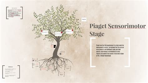 Piagets Sensorimotor Stages