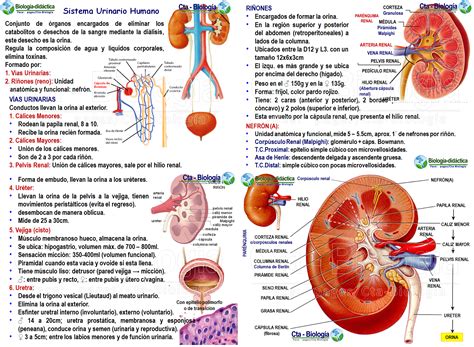 Sistema Urinario Esquema