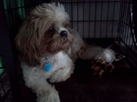 Adultsrescue Double J Shih Tzus