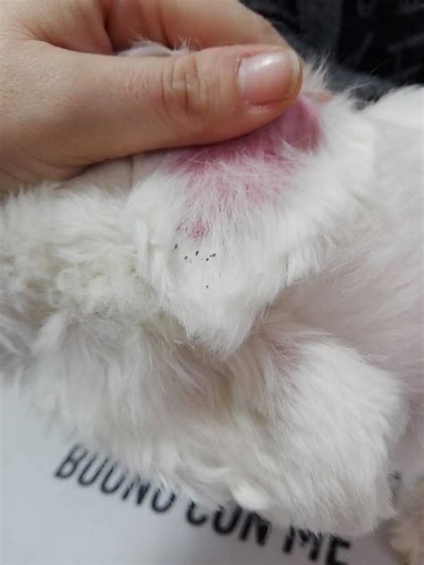 Cane Maltese Con Dermatite Esfoliativa E Alopecia Infiammatoria