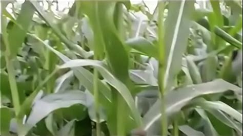 Girl Friend Giving Hand Job Search XVIDEOS