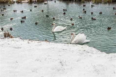 Una Bandada De Patos Mallard Y Cisnes Blancos Nadan En Aguas Azules