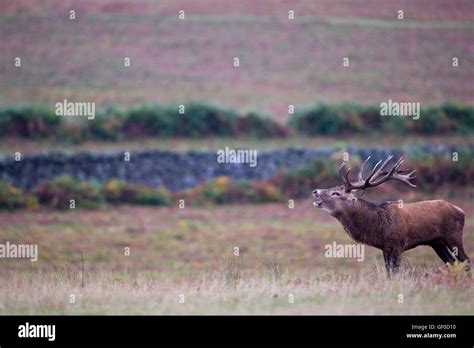 Lake District Deer Stag Hi Res Stock Photography And Images Alamy