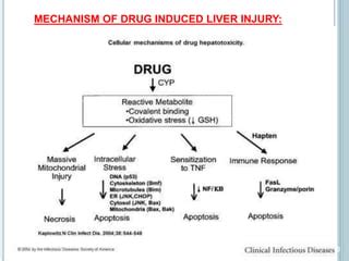 Drug Induced Liver Injury DILI And Hepatotoxicity PPT