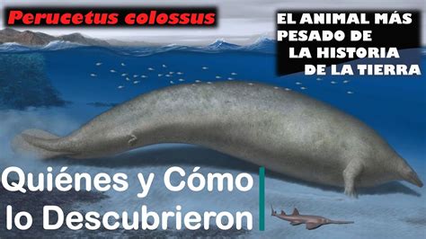 Perucetus Colossus Quiénes y Cómo se Descubrió el Animal Más Pesado de