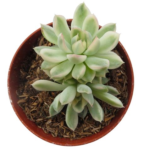 Echeveria Mebina Variegata Pavijardim