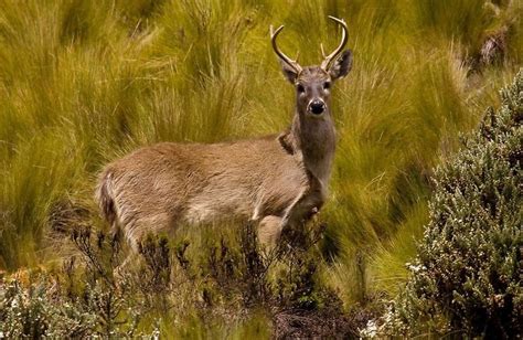 El Encanto De La Reserva Ecol Gica Antisana