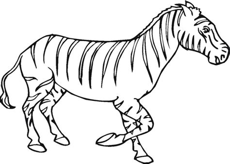 Gambar Buku Mewarnai 20 Gambar Zebra Animals Coloring Pages Di Rebanas