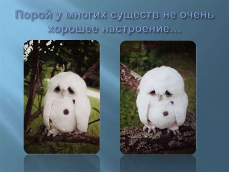 Настроение человека. Небольшой проект на тему настроения существ ...