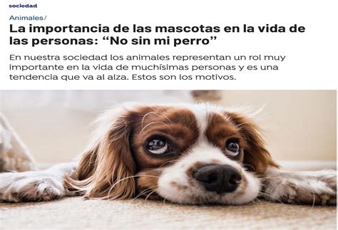 La Importancia De Las Mascotas En La Vida De Las Personas