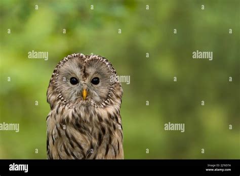 Ural Owl Strix Uralensis Captive Bird Of Prey Enclosure Bispingen