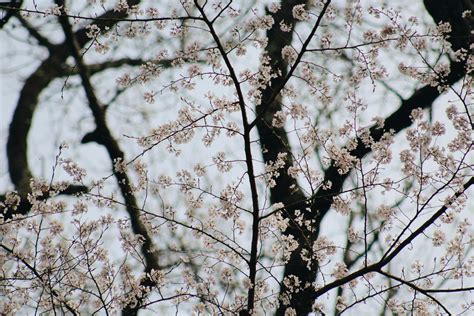 Cherry Blossom Near River · Free Stock Photo