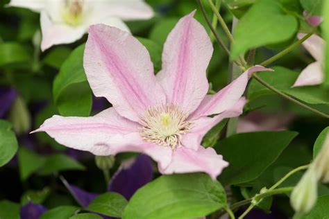 Clematis Sally Bbc Gardeners World Magazine