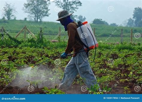 Cassava Farmer Thai Farmers Harvest Cassava In The Countryside Of