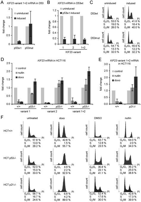 Kif Mrna Levels Were Detected Semi Quantitatively By Real Time